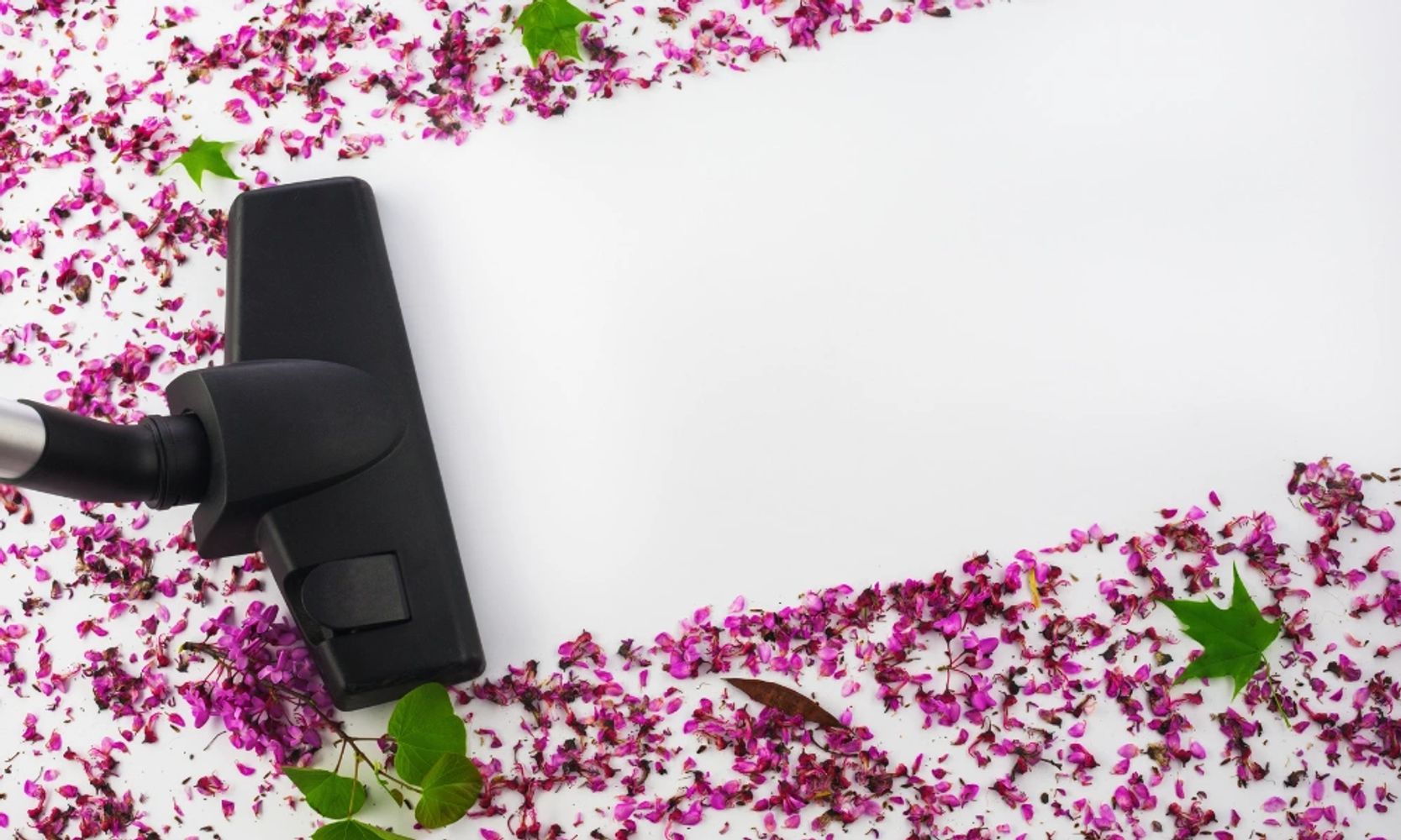 Home [dustbunnys.ca]